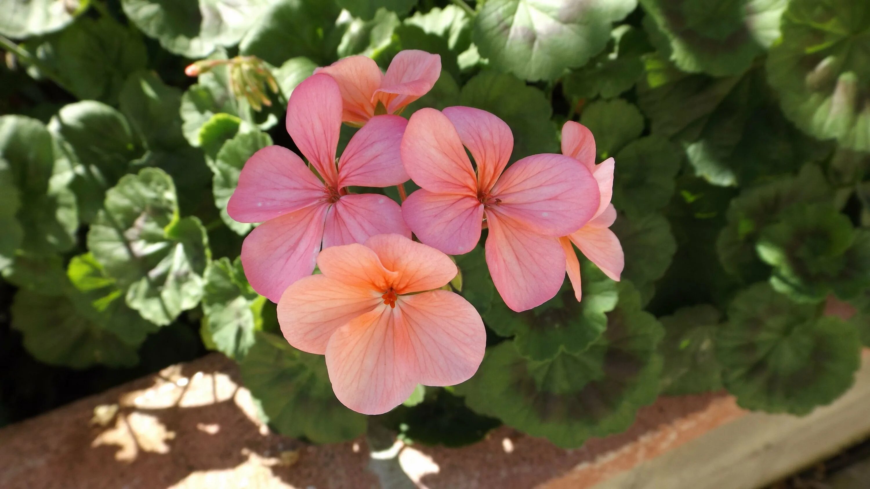 Pink Geranium пеларгония. Герань Пинк диадем. Пеларгония Пинк Долли Варден.