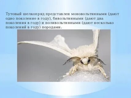 Тип членистоногие вид тутовый шелкопряд
