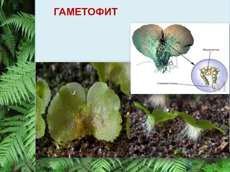 Папоротниковидные спорофит. Обоеполый гаметофит папоротника. Гаметофит щитовника. Спорофит папоротника. Папоротник орляк гаметофит.