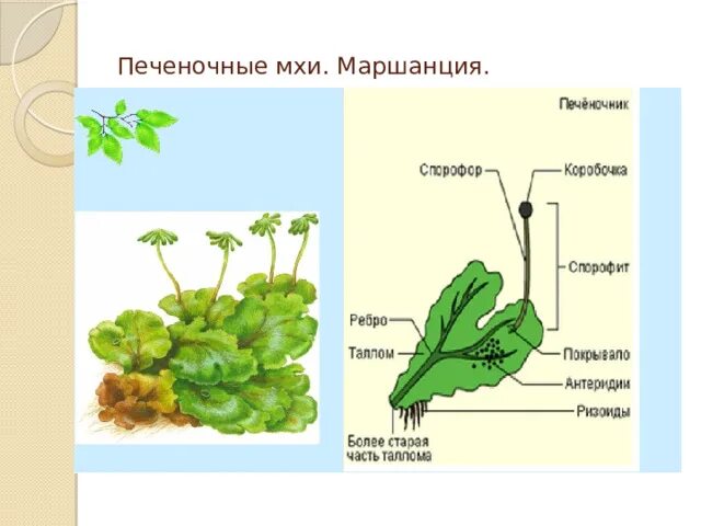 Строение и размножение высших растений лабораторная работа. Печеночные мхи строение. мох маршанция строение. ризоиды маршанции. спорофит печеночников.