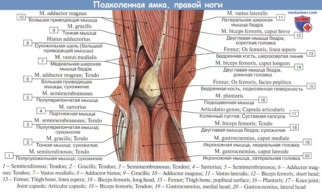 Подколенная ямка топографическая анатомия. Мышцы нижней конечности топографическая анатомия. Топография подколенной ямки. Мышцы коленного сустава топографическая анатомия.