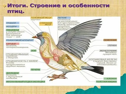 Внешнее строение орла