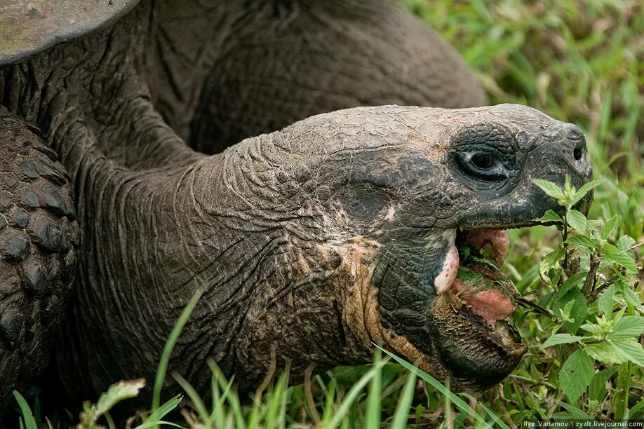 Галапагосская черепаха. Галапагосская слоновая черепаха. Эндемик Южной Америки черепаха. Галапагосские черепахи рядом с человеком. Череп галапагосской черепахи
