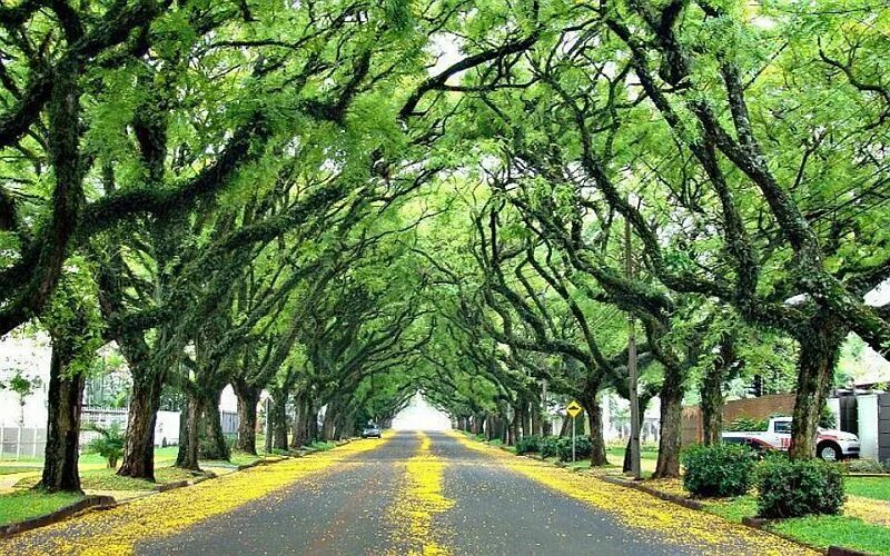 Street trees. Руа-Гонсалу-де-Карвальо. Самая красивая улица в мире. Улица Гонсалу де Карвальо Бразилия. Порту-Алегри Бразилия. Порту Алегри улица под деревьями.