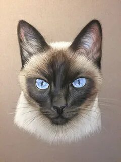 Сиамская кошка рисунок