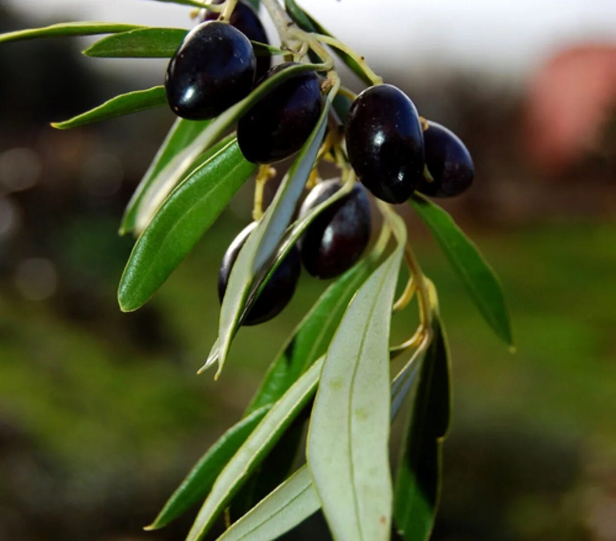 финикия оливковые деревья. маслины растут на дереве. маслина европейская дерево. маслины растут на дереве. маслина европейская (olea europaea).