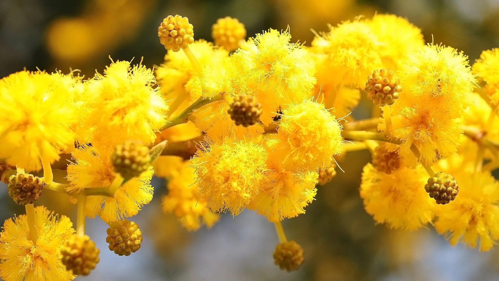 Цветущая мимоза в абхазии. Дерево мимозы в абхазии. Мимоза дерево. Цветение мимозы в абхазии. Мимоза цветет в сочи.