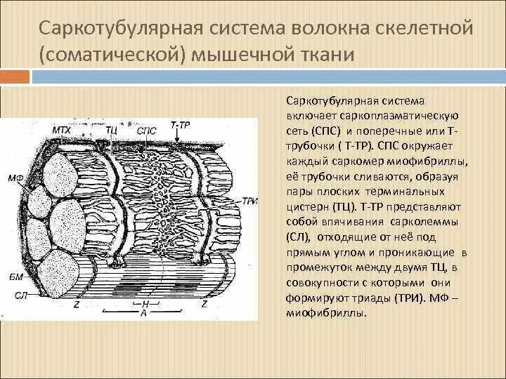 Сеть трубочек строение. Строение мышечного волокна гистология. саркотубулярная система гистология. саркотубулярная система мышечного волокна. саркоплазматический ретикулум и т трубочки.