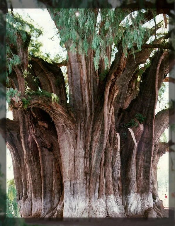 Редкие деревья книга. Таксодиум мексиканский дерево Туле. Необычные деревья. Самые необычные деревья. Самое редкое дерево в мире.