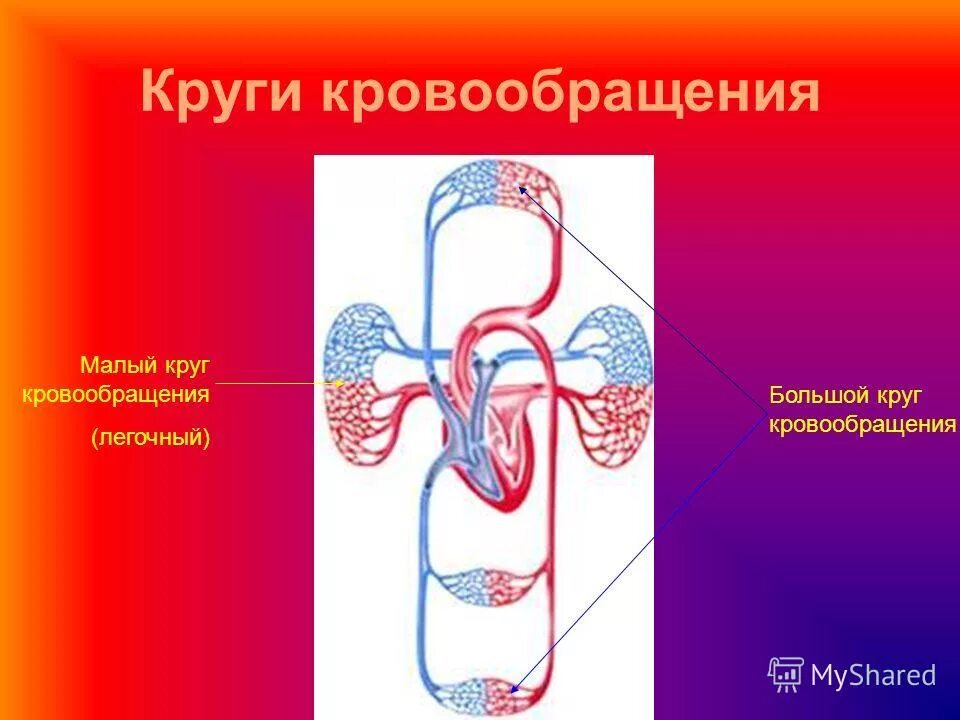 почему второе название малого круга кровообращения легочный. почему второе название малого круга кровообращения легочный. логическая схема сосуды малого круга кровообращения. малый легочный круг кровообращения анатомия. почему второе название малого круга кровообращения легочный.