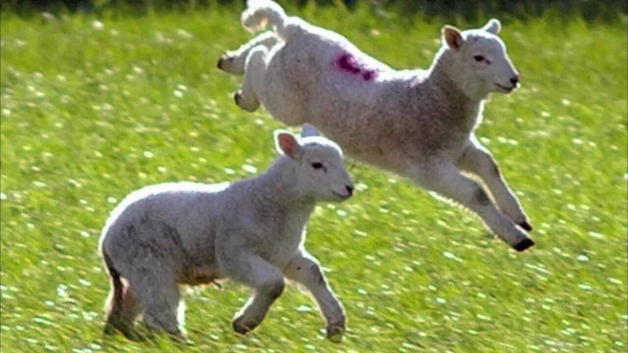 Ягненок бежит. Овца бежит. Козленок прыгает. Овца прыгает.