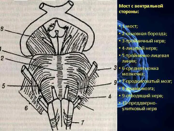 Нервные продолговатого мозга