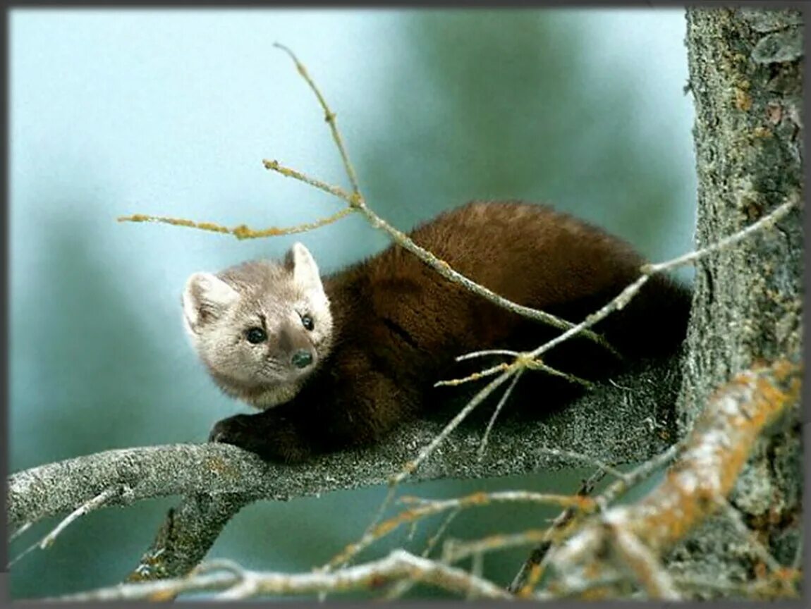 Значение дневных хищных птиц в природе. Отряд хищные звери. Покров хищных. Кожные покровы млекопитающих 7 класс биология. Орел гарпия когти.