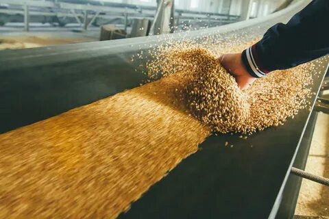 Продукция пшеницы