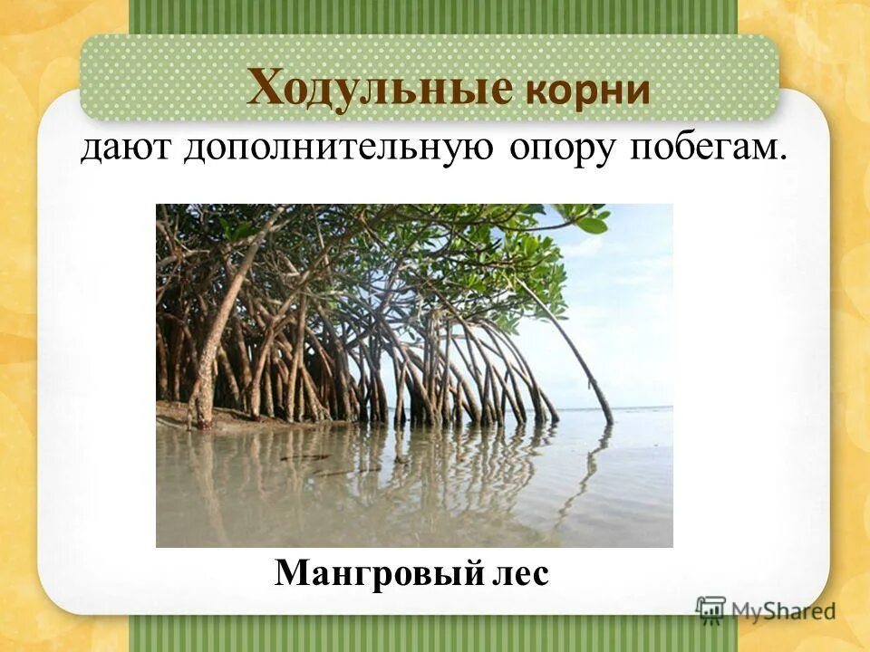 ходульные корни биология. ходульные корни биология. ходульные корни биология. ходульные корни пандануса рисунок. ходульные корни и корни-подпорки.