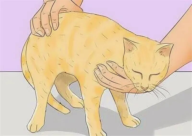 Как сделать микролакс коту. Клизма кошке при запоре. постановка клизмы коту.