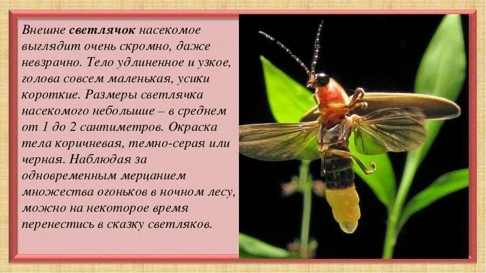 Жук Светлячок описание. Интересные факты о светлячках. Светлячки описание. Интересные факты о жуках светлячках. Познавательный текст о светлячках