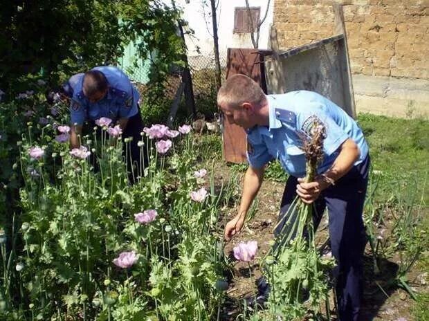 Что грозит за выращивание. Мак растет в огороде. Цветы растущие в огороде. Запрещенные растения на дачном участке. Мак на садовом участке.