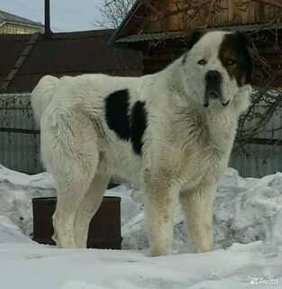 Авито алабай