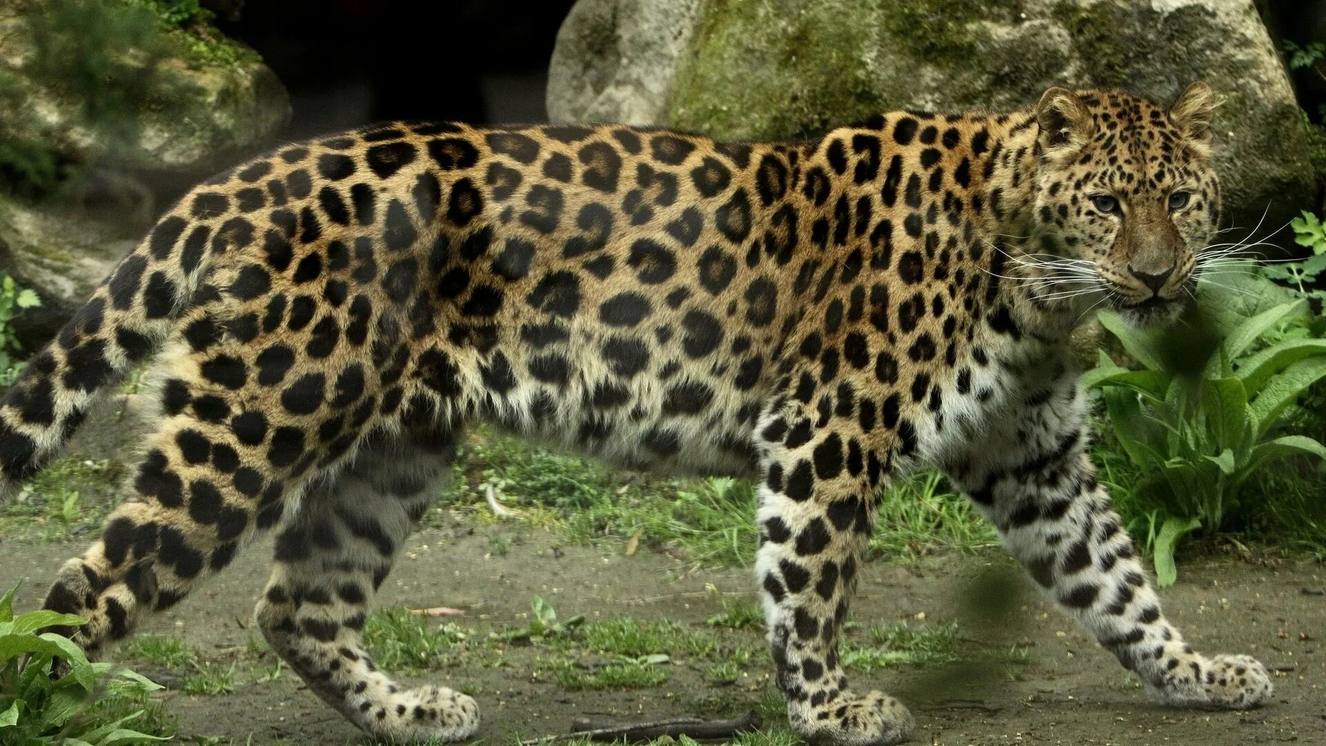 Амурский дальневосточный амурский леопард. Ягуар и леопард. Леопард форум. Лео леопард. Леопард форум.