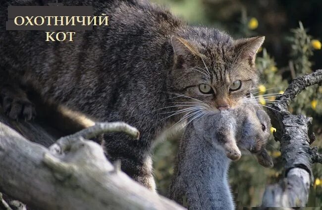 Кот добыча. Лесной кот охотится. Лесная кошка (Felis Silvestris). Амурский Лесной кот на охоте. Камышовый кот охотится.