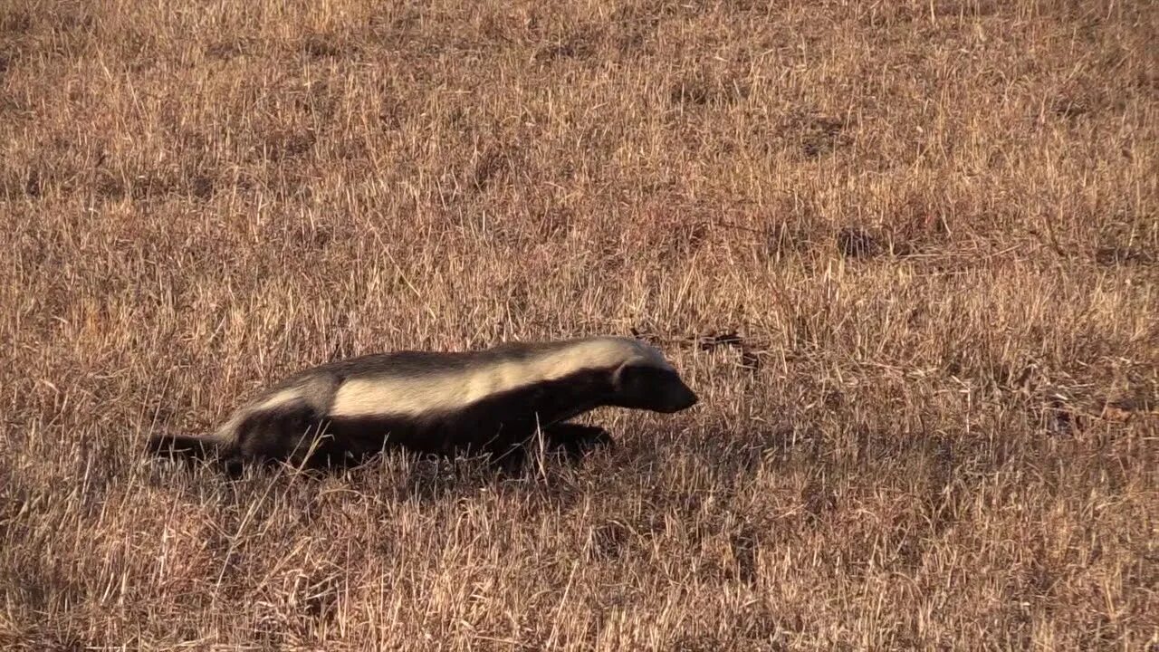 Медоед ютуб. Медоед танки. Медоед танки фото. Honey Badger танки. Медоед танки видео