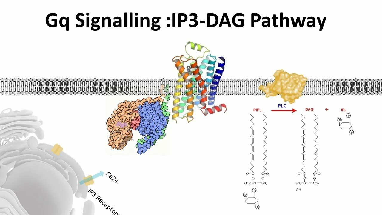 Ips 003. Сигналинг ip3. Pip3 ip3 dag. Gq Pathway. Gq receptor Pathway.