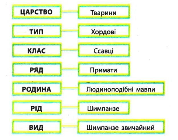 Царство вид Тип. Вид ряд Тип. Царство вид Тип порядок. Домен царство Тип.