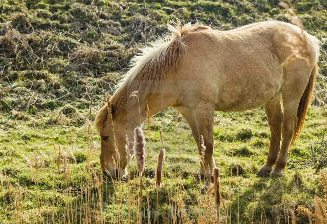Польский коник. Коник. Лесная лошадь тарпан. Польский коник. Коник это.