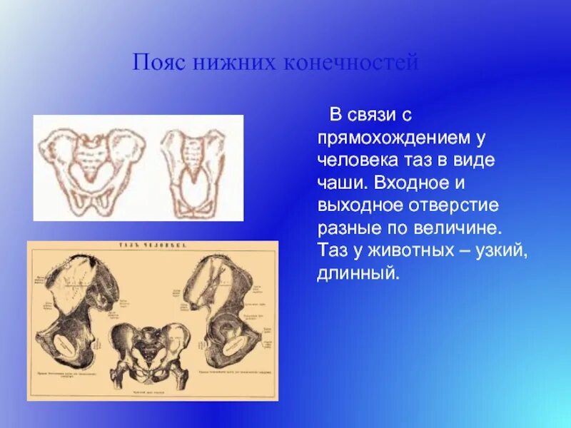 С прямохождением у человека появилась. В связи с прямохождением у человека. Прямохождение у животных. Связи с прямо хождение у человека. У человека прямохождение а у животных.