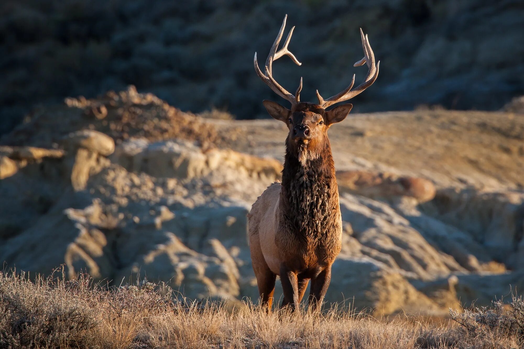 Олени в пустыне. Cervus canadensis. Олень вапити. Величественный олень. Канадский олень.