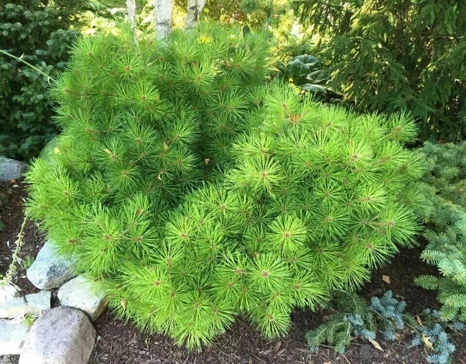 Сосна Лоу Глоу. Сосна густоцветковая Лоу Глоу. Pinus densiflora 'Low Glow'. Сосна густоцветковая (Pinus densiflora "Low Glow. Купить хвойные недорого