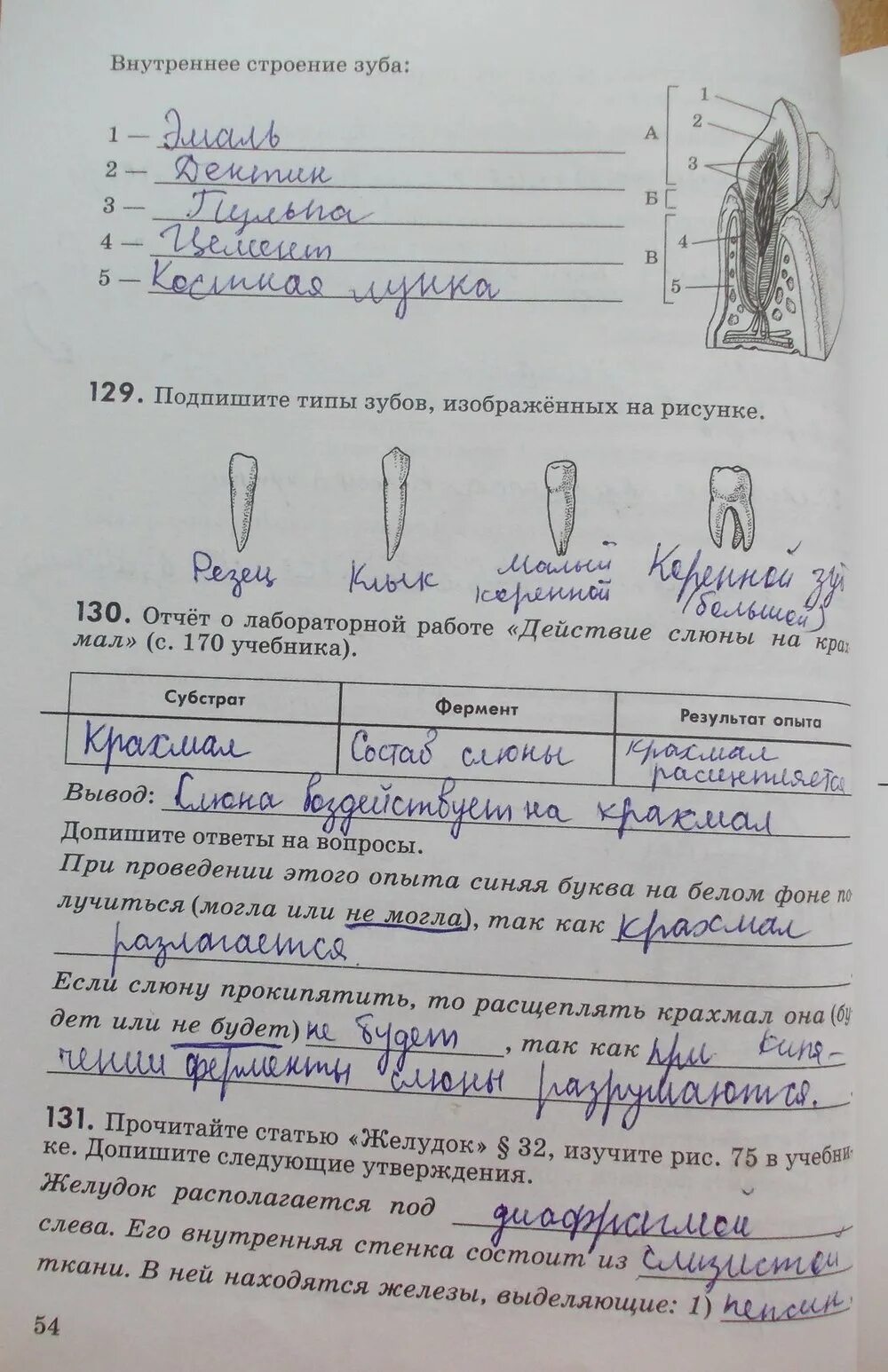 Ответ по биологии 8 класс колесова. Биология рабочая тетрадь Колесов биология 8 класс. Гдз по биологии 8 класс рабочая тетрадь Колесов маш Беляев. Биология 8 класс д.в.Колесов р.д.маш и.н.Беляев. Гдз по рабочей тетради по биологии 8 класс Колесов.