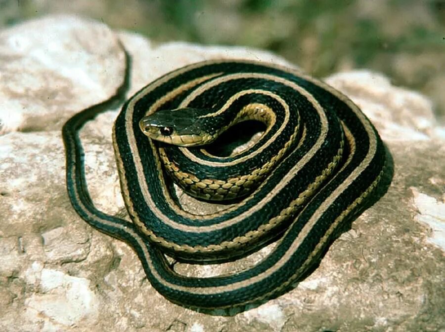 Змеи с полосками на спине. Подвязочная змея (Thamnophis sirtalis). Закавказский полоз. Змея полосатый полоз. Elaphe hohenackeri.