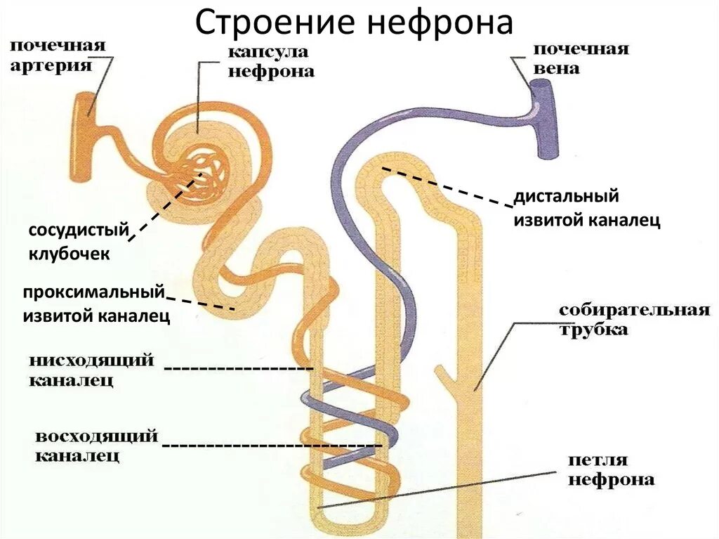 Что образуется в нефроне