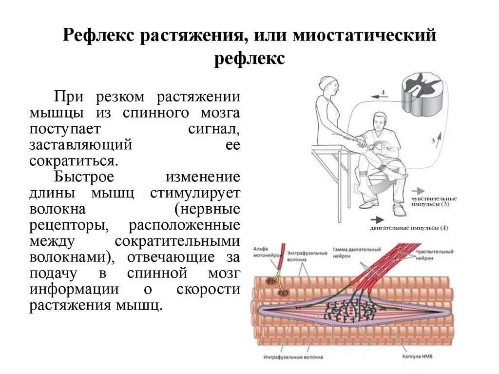 Миотатический рефлекс мышечная веретена. Миотатический рефлекс физиология. Миотатический и сухожильный рефлекс. Рефлекс растяжения мышцы.