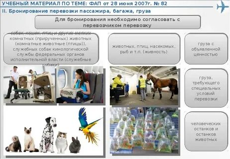 В каких классах не предусмотрен провоз животных