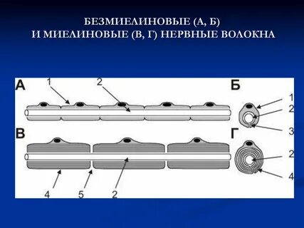 Миелиновое нервное