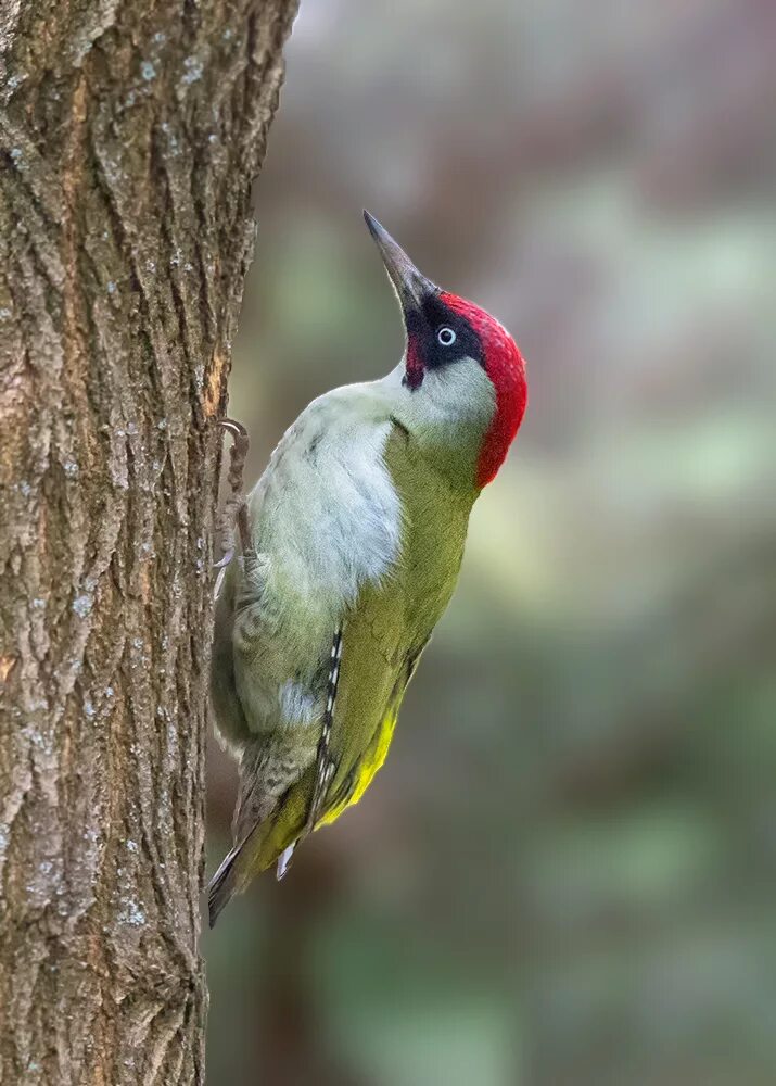 Прим й. Picus viridis (зеленый дятел). Лунь Луговой зеленый дятел. Зеленый дятел -Picus viridis Linnaeus (1758). Зелёный дя́тел (Picus viridis).