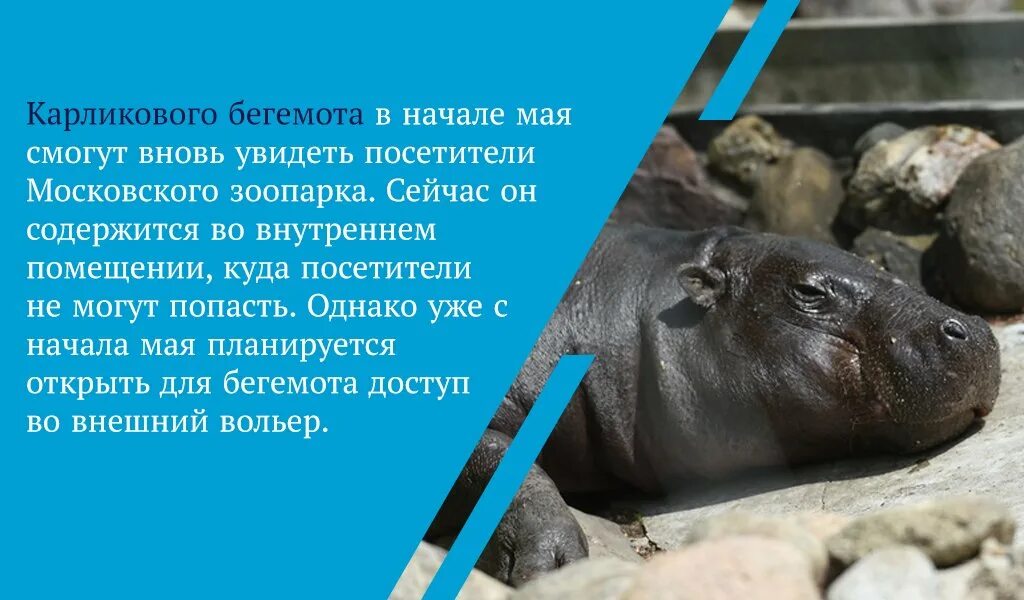 Код бегемот. Карликовый бегемот московский зоопарк. интересные факты о бегемотах. гиппопотам интересные факты. карликовый бегемот размеры.