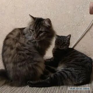 Что значит буська