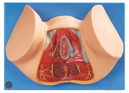 Орыс қыздарының анустары видео