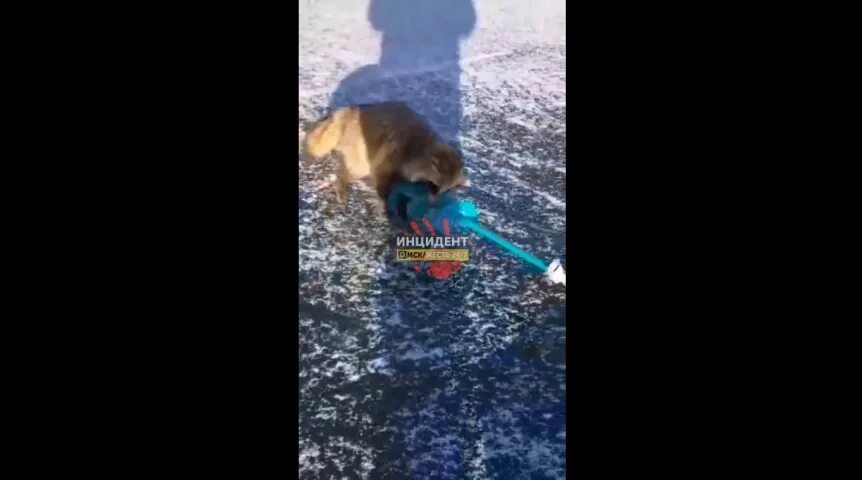 Три секунды спустя дикий зверь мужчина