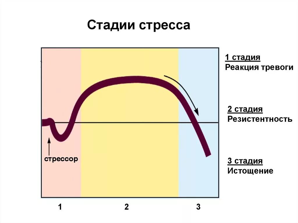 Выберите стадии стресса. Ганс Селье три фазы стресса. Три фазы стрессовой реакции. Стадии развития стресс реакции. 3 Стадии стресса Селье.