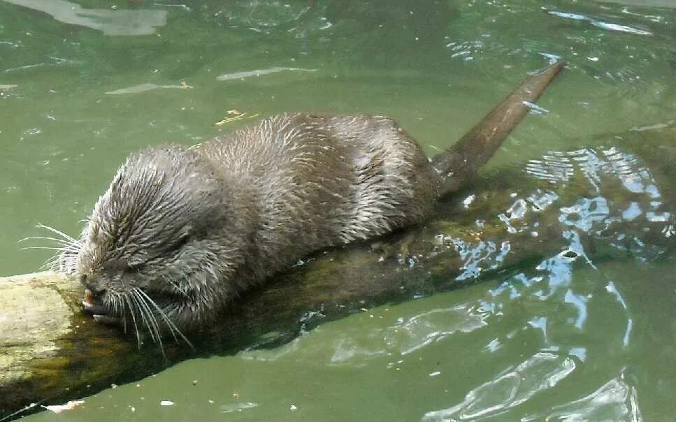 девятнадцать выдр