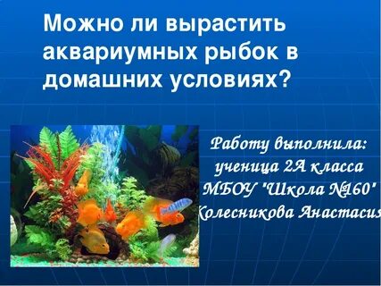 Проект рыбки