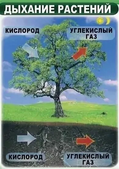 Видеоурок дыхание растений биология 6. Дыхание растений растений 6 класс биология. Питание и дыхание растений 6 класс. Дыхание растений 6. Дыхание растений фото.