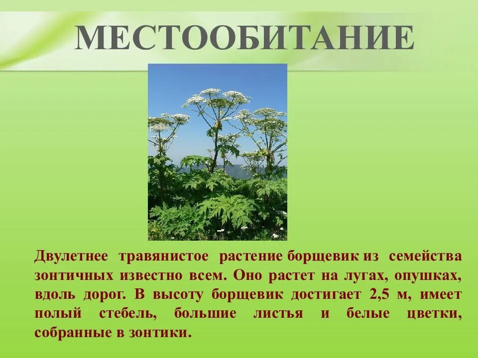 Рассказ о ядовитых растениях. Борщевик ядовитое растение. Ядовитые растения 4 класс окружающий мир борщевик. Борщевик ядовитое растение 2 класс. Борщевик ядовитое растение 3 класс.