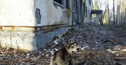 Abandoned dogs