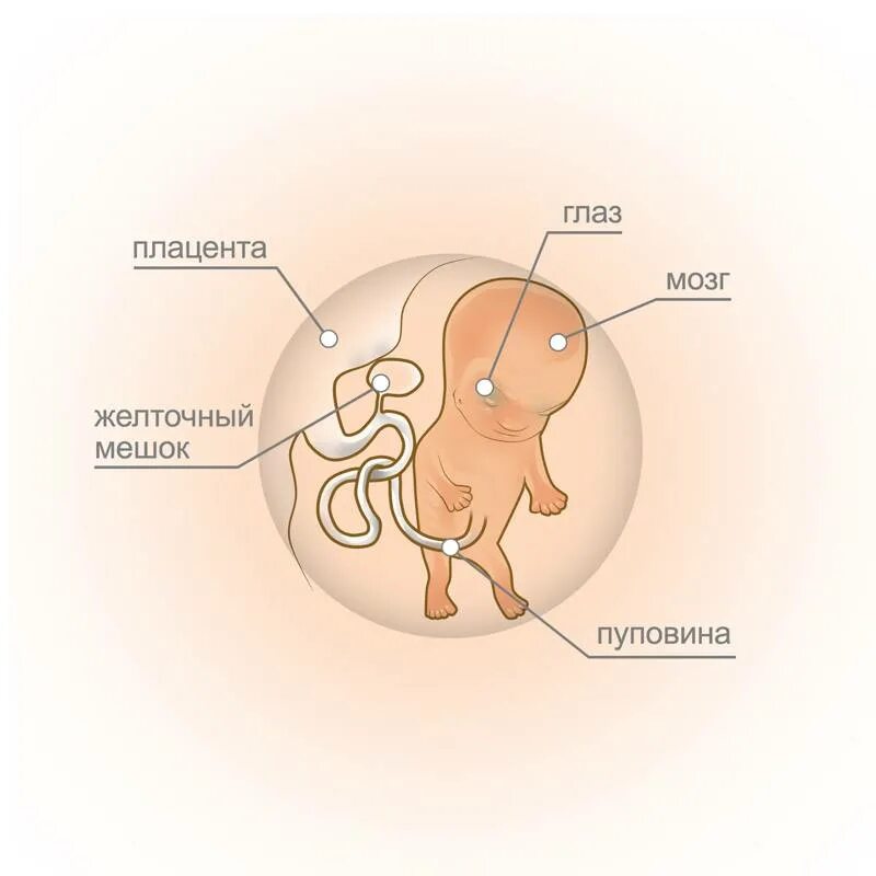 Эмбрион на 10 неделе беременности. Ребёнок на 10 неделе беременности. 10 Недель беременности размер плода. Плод ребенка в 10 недель беременности. Почему на 10 неделе беременности